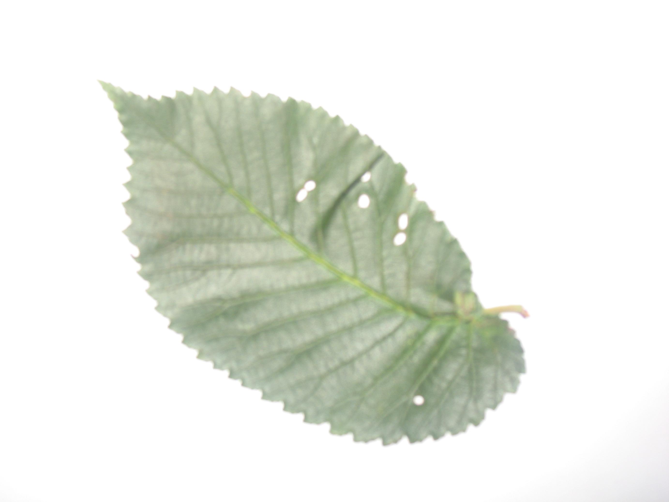 Pianta da determinare